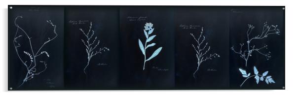 Dramatic Cyanotype Herbarium Acrylic by Gavin Wilson