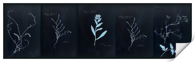 Dramatic Cyanotype Herbarium Print by Gavin Wilson