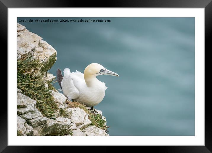 Perched Framed Mounted Print by richard sayer