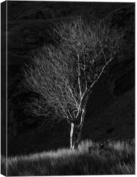 Tree at Cwmorthin Canvas Print by Rory Trappe