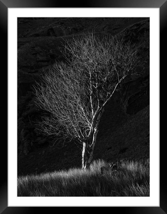 Tree at Cwmorthin Framed Mounted Print by Rory Trappe