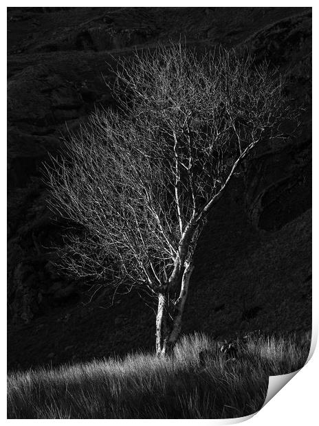 Tree at Cwmorthin Print by Rory Trappe