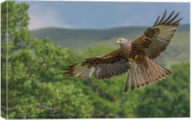 Barcud Coch Red Kite Canvas Print by Emma Woodhouse