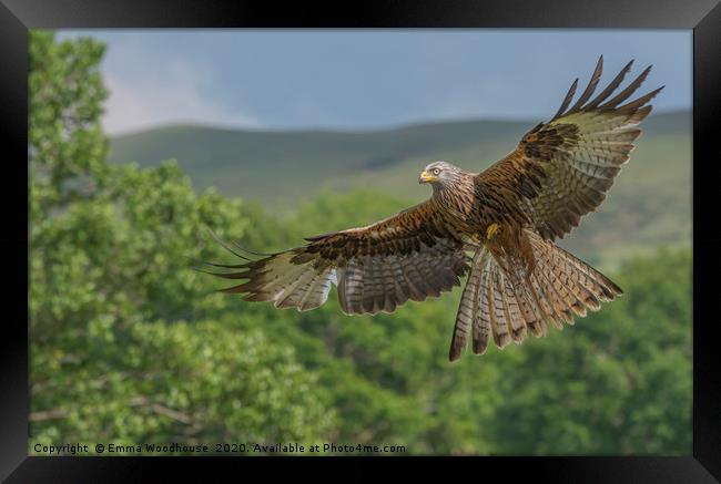 Barcud Coch Red Kite Framed Print by Emma Woodhouse
