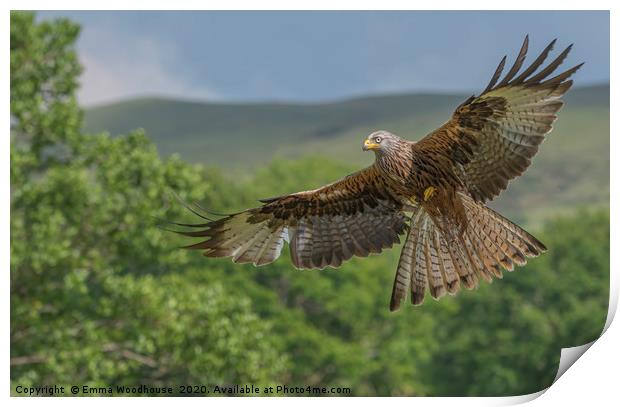 Barcud Coch Red Kite Print by Emma Woodhouse