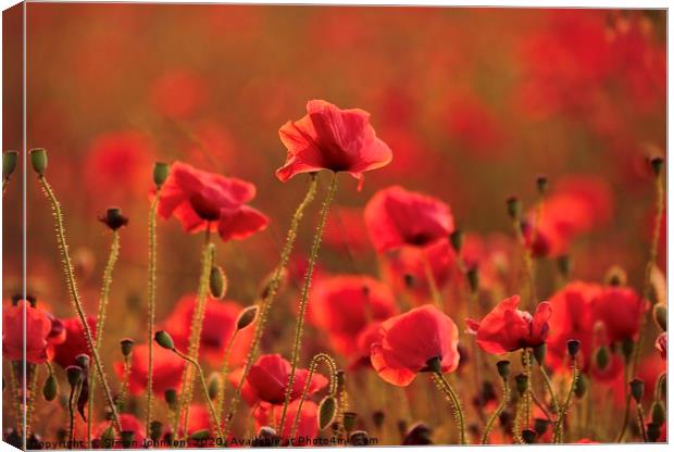 Poppies at sunset Canvas Print by Simon Johnson
