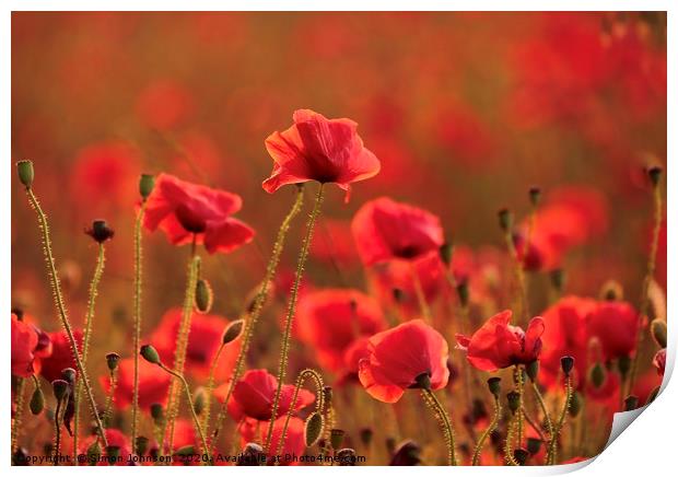 Poppies at sunset Print by Simon Johnson