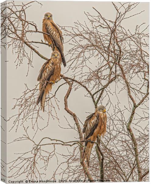 A Trio of Red Kites Canvas Print by Emma Woodhouse