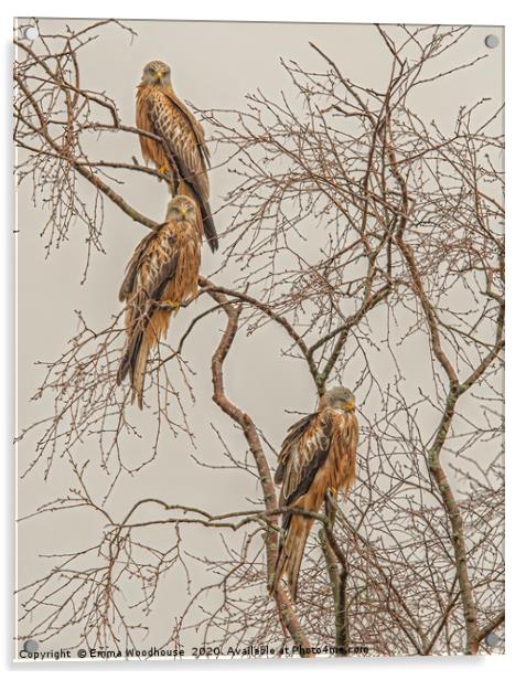 A Trio of Red Kites Acrylic by Emma Woodhouse