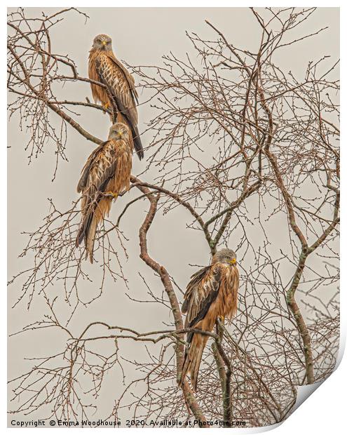 A Trio of Red Kites Print by Emma Woodhouse