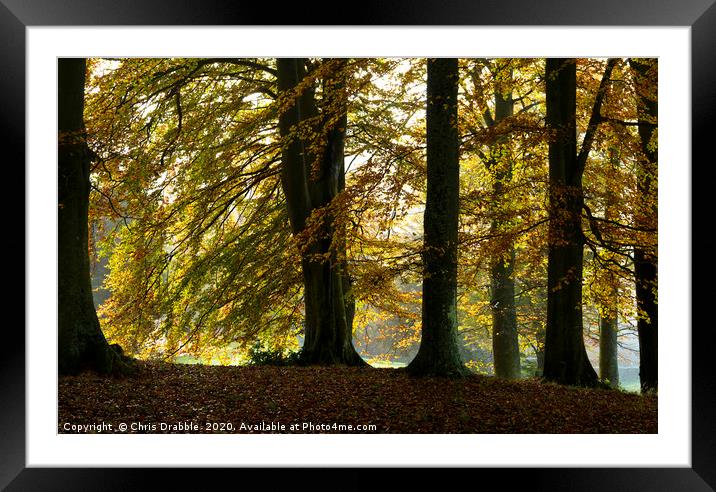 Autumn trees                                Framed Mounted Print by Chris Drabble