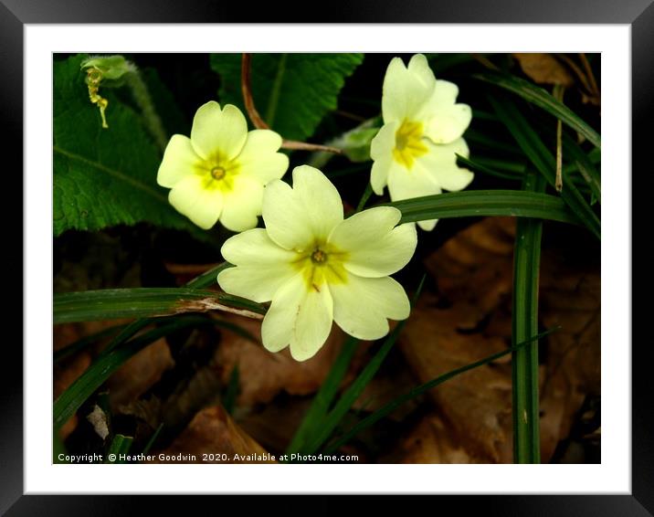 Wood Primrose Framed Mounted Print by Heather Goodwin