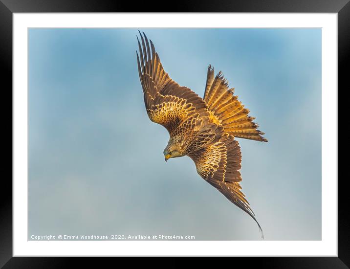 Swooping Red Kite Framed Mounted Print by Emma Woodhouse