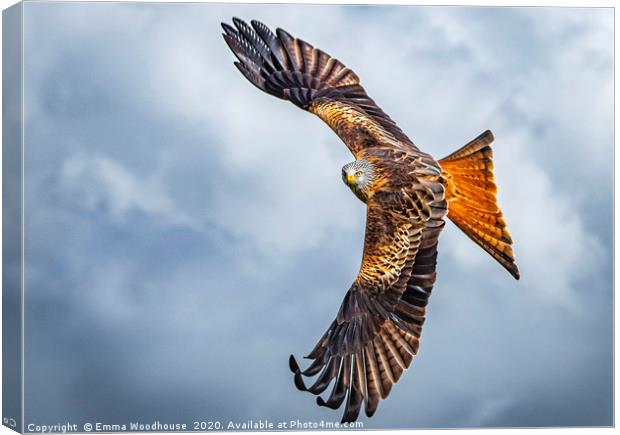 Red Kite Canvas Print by Emma Woodhouse