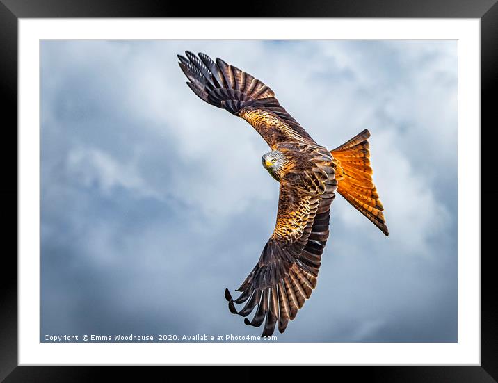 Red Kite Framed Mounted Print by Emma Woodhouse