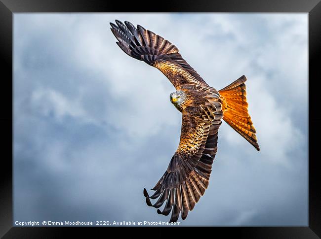 Red Kite Framed Print by Emma Woodhouse