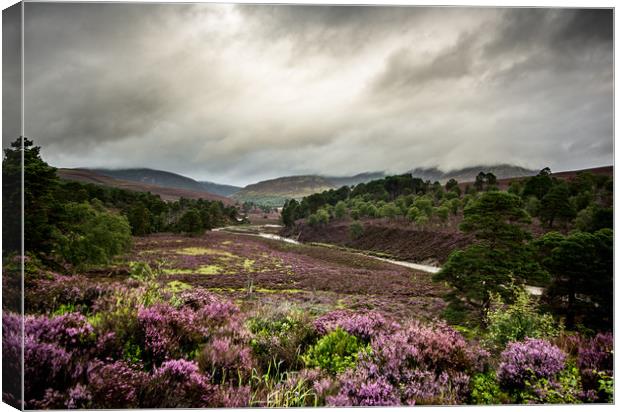 Caledonian Pinewoods Canvas Print by John Malley