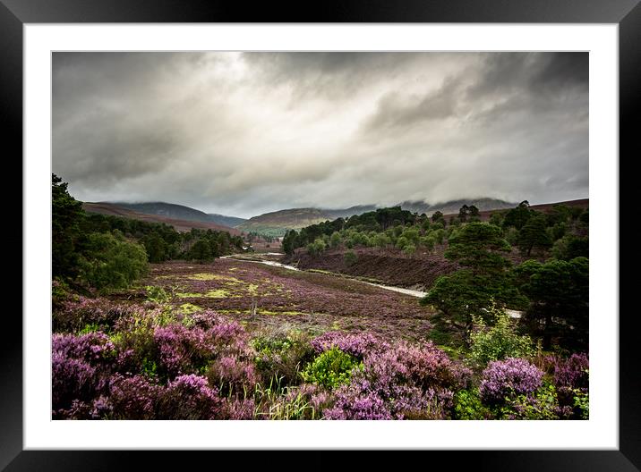 Caledonian Pinewoods Framed Mounted Print by John Malley