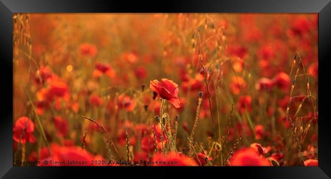 poppies Sunset light Framed Print by Simon Johnson