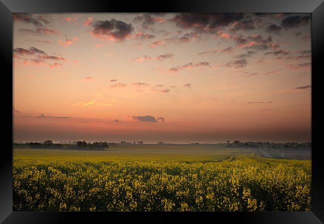 Dawn over the oil seed Framed Print by Stephen Mole