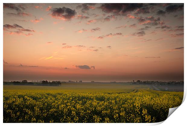 Dawn over the oil seed Print by Stephen Mole
