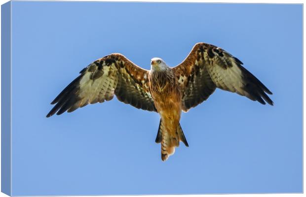 Red Kite Canvas Print by Simon Marlow