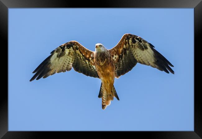 Red Kite Framed Print by Simon Marlow
