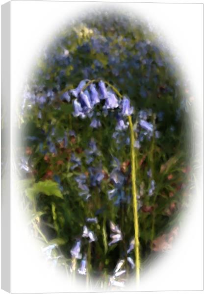 Painted bluebell Canvas Print by Doug McRae