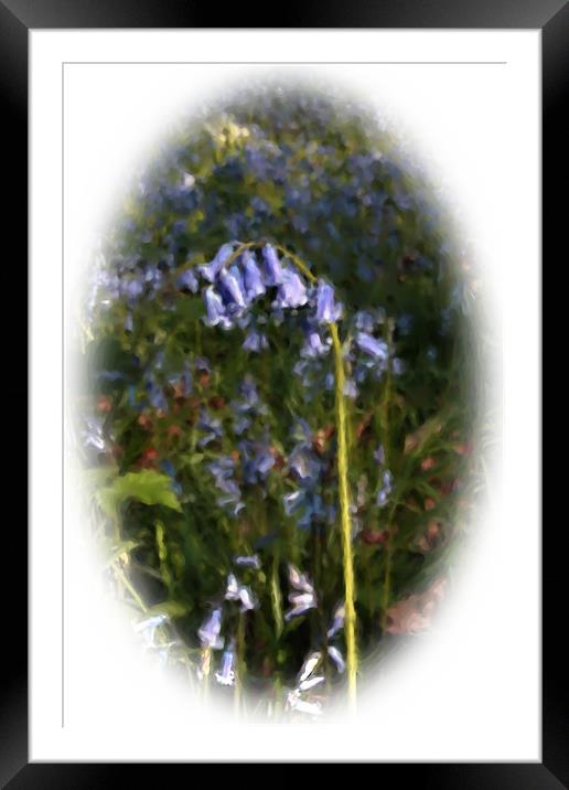Painted bluebell Framed Mounted Print by Doug McRae