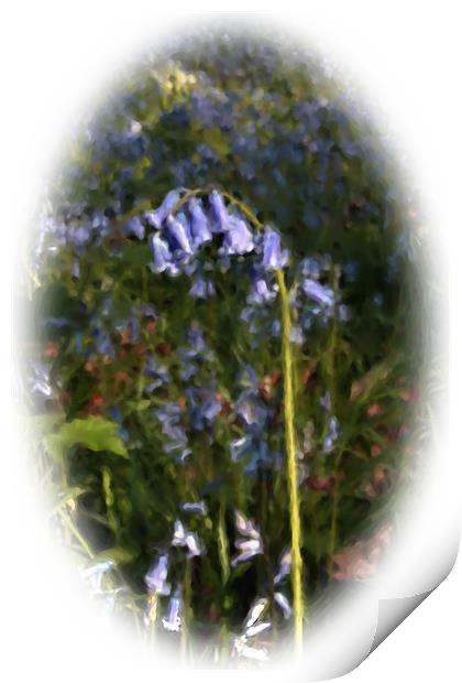 Painted bluebell Print by Doug McRae