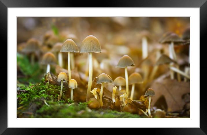 Fungi  Framed Mounted Print by Simon Marlow