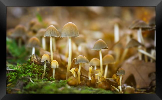 Fungi  Framed Print by Simon Marlow