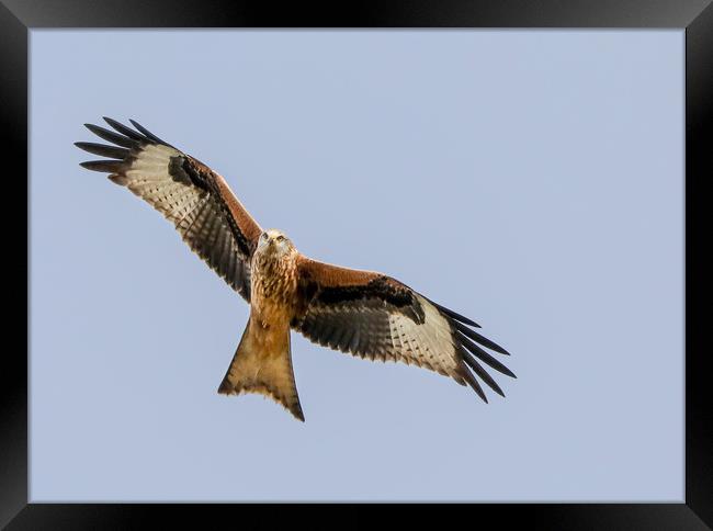 Majestic Red Kite Overhead Framed Print by Simon Marlow