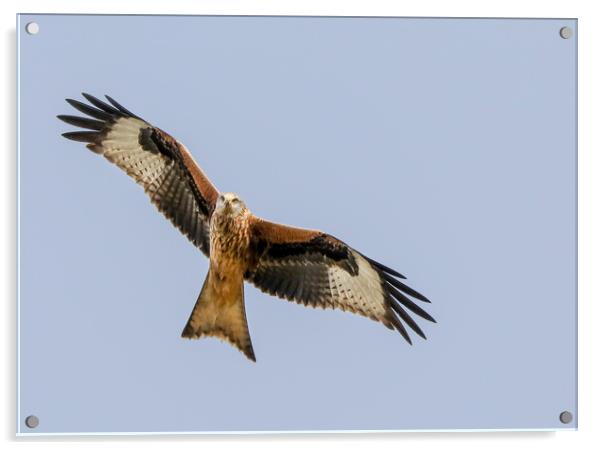 Majestic Red Kite Overhead Acrylic by Simon Marlow