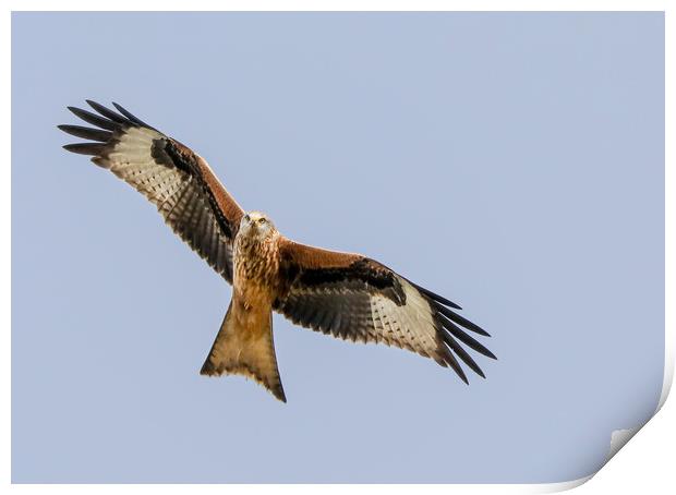 Majestic Red Kite Overhead Print by Simon Marlow