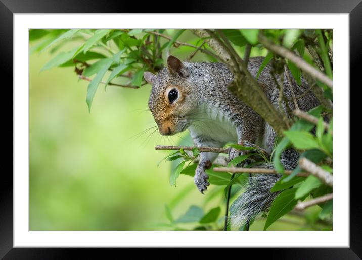 Adorable Grey Squirrel Peeking Through Autumn Bran Framed Mounted Print by Simon Marlow