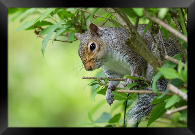 Adorable Grey Squirrel Peeking Through Autumn Bran Framed Print by Simon Marlow