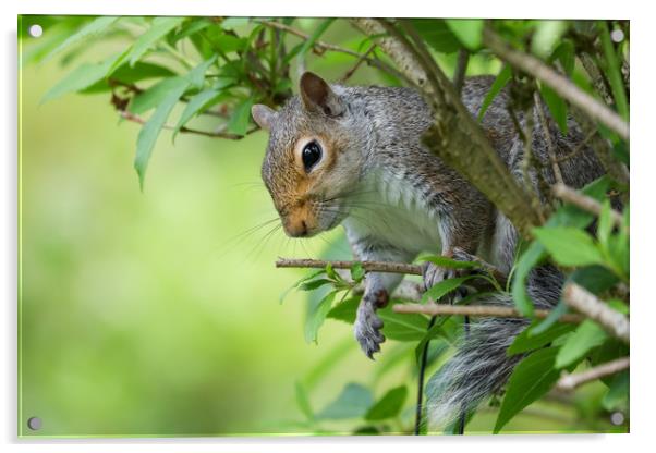 Adorable Grey Squirrel Peeking Through Autumn Bran Acrylic by Simon Marlow