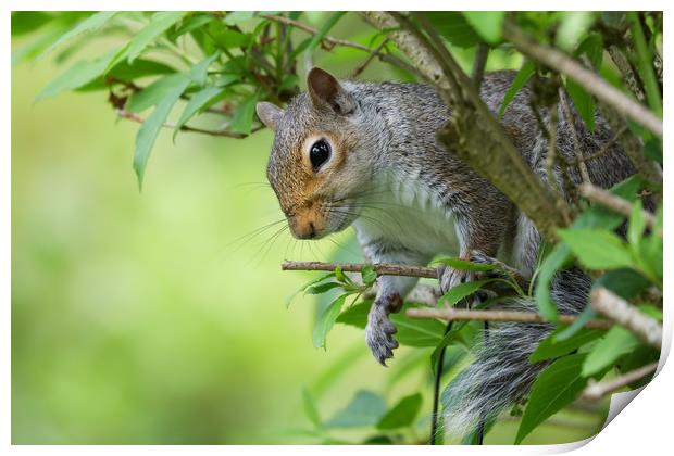 Adorable Grey Squirrel Peeking Through Autumn Bran Print by Simon Marlow