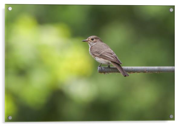 Elusive Beauty The Spotted Flycatcher Acrylic by Simon Marlow