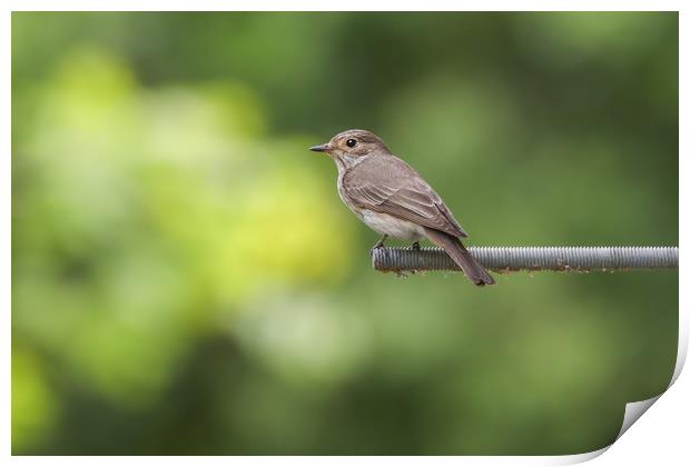 Elusive Beauty The Spotted Flycatcher Print by Simon Marlow