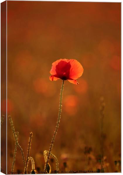 Poppy with social distance Canvas Print by Simon Johnson