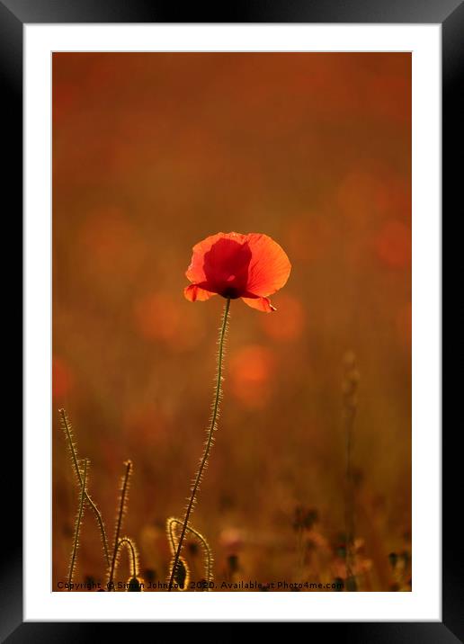 Poppy with social distance Framed Mounted Print by Simon Johnson