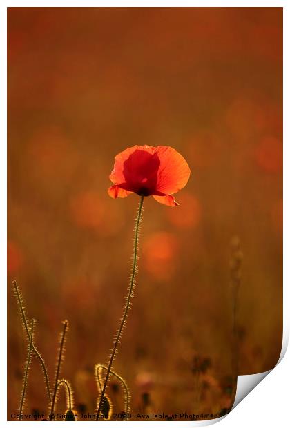 Poppy with social distance Print by Simon Johnson