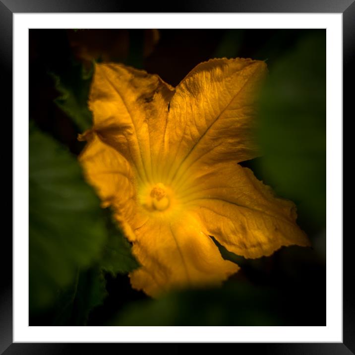 Zucchini flower  Framed Mounted Print by Steve Taylor