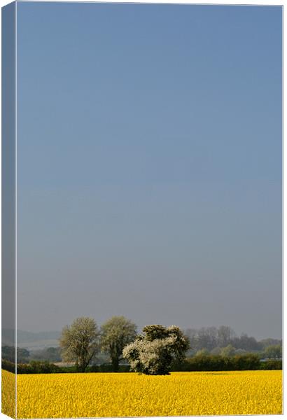 White Tree, Yellow Field, Blue Sky Canvas Print by graham young