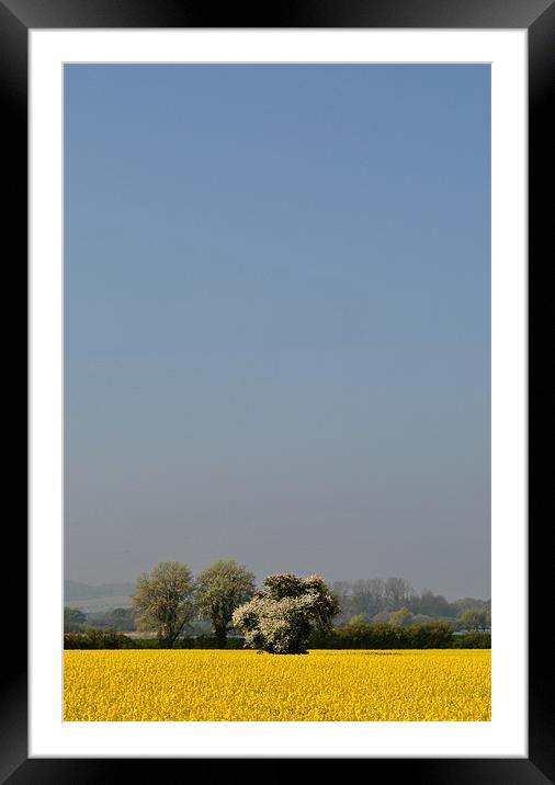 White Tree, Yellow Field, Blue Sky Framed Mounted Print by graham young