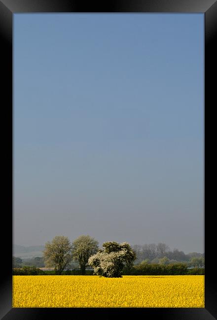 White Tree, Yellow Field, Blue Sky Framed Print by graham young