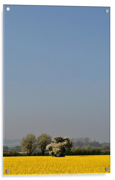 White Tree, Yellow Field, Blue Sky Acrylic by graham young