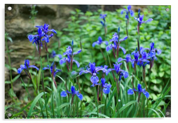 Blue Irises Acrylic by Alison Chambers